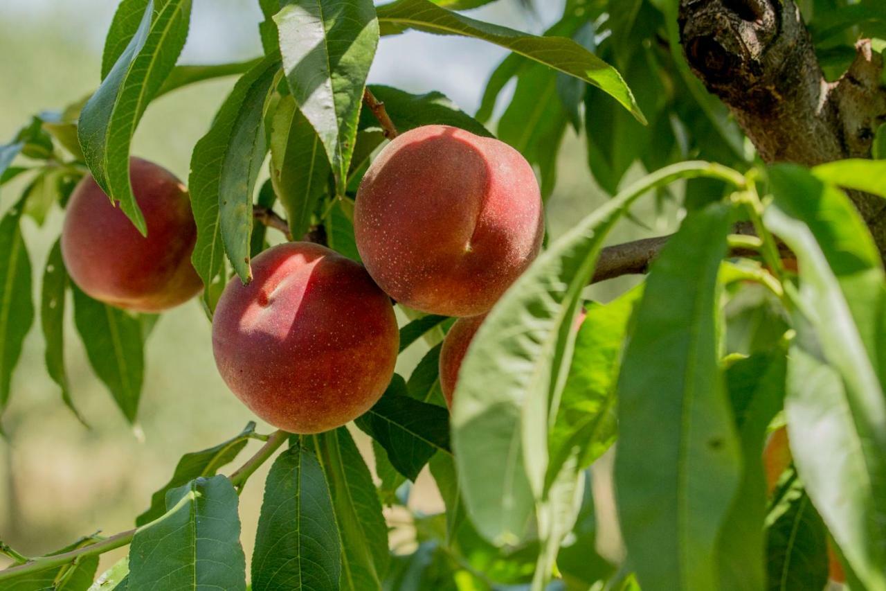 Il Vecchio Gelso - Agriturismo Rimini Montefiore Conca Villa Kültér fotó