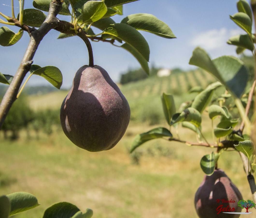 Il Vecchio Gelso - Agriturismo Rimini Montefiore Conca Villa Kültér fotó